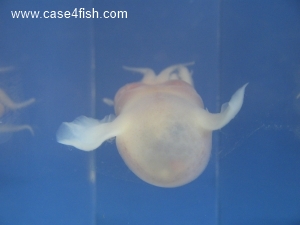 Foto Galerie/Cephalopoda/Sepiola atlantica/Sepiola atlantica_05_S.jpg